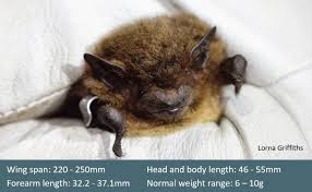 Attēlu rezultāti vaicājumam “Pipistrellus nathusii”