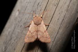 Attēlu rezultāti vaicājumam “Agrochola helvola”