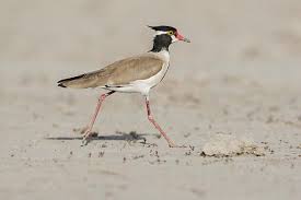 Attēlu rezultāti vaicājumam “Vanellus vanellus adult”