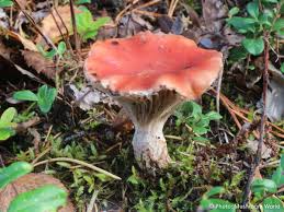 Attēlu rezultāti vaicājumam “Gomphidius roseus”