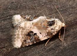 Attēlu rezultāti vaicājumam “Pseudeustrotia candidula”