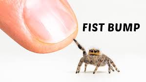 Image result for spider