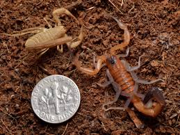 Attēlu rezultāti vaicājumam “Rhopalus maculatus imago”