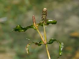 Attēlu rezultāti vaicājumam “Potamogeton lucens leaf”