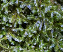 Attēlu rezultāti vaicājumam “Homalia trichomanoides sporophyte”