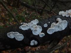 Attēlu rezultāti vaicājumam “Plicatura nivea”