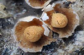 Attēlu rezultāti vaicājumam “Diderma umbilicatum macro”