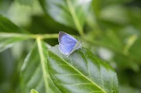 Attēlu rezultāti vaicājumam “Celastrina argiolus”