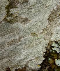 Attēlu rezultāti vaicājumam “Lecanora carpinea”