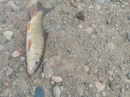 Image result for Moxostoma hubbsi