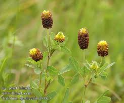 Attēlu rezultāti vaicājumam “Trifolium spadiceum flower”