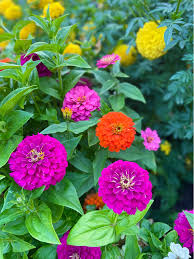 Image result for Zinnia violacea