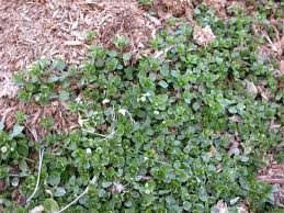 Attēlu rezultāti vaicājumam “Arenaria procera bud”