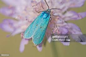 Attēlu rezultāti vaicājumam “Adscita statices”