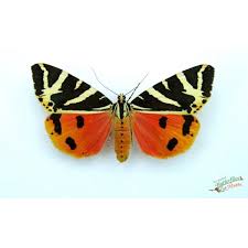 Attēlu rezultāti vaicājumam “Lithosia quadra male”