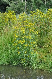Attēlu rezultāti vaicājumam “Bidens cernua”