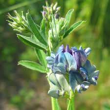 Attēlu rezultāti vaicājumam “Medicago x varia  leaf”