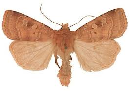 Attēlu rezultāti vaicājumam “Diarsia florida”