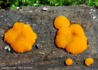 Attēlu rezultāti vaicājumam “Miladina lecithina”