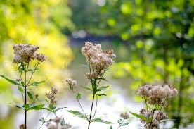 Attēlu rezultāti vaicājumam “Eupatorium cannabinum flower”