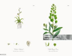 Attēlu rezultāti vaicājumam “Subularia aquatica leaf”