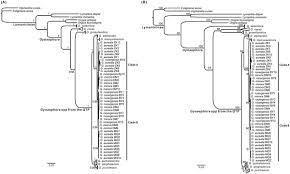 Attēlu rezultāti vaicājumam “Gynaephora selenitica larva”