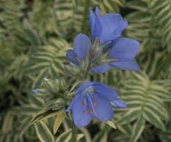 Attēlu rezultāti vaicājumam “Polemonium caeruleum flower”