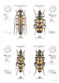 Attēlu rezultāti vaicājumam “Leptura annularis”