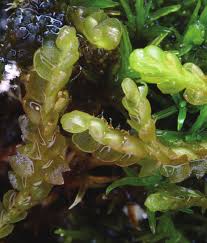 Attēlu rezultāti vaicājumam “Leiocolea heterocolpos”