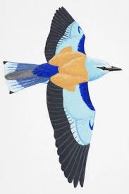 Attēlu rezultāti vaicājumam “Coracias garrulus adult”