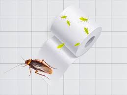 Image result for insect poop