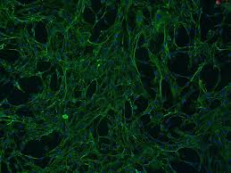 Attēlu rezultāti vaicājumam “Bryum funkii cells”