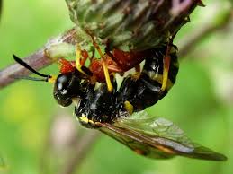 Attēlu rezultāti vaicājumam “Tenthredo campestris female”