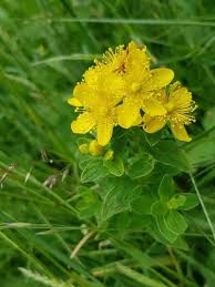 Attēlu rezultāti vaicājumam “Hypericum maculatum”