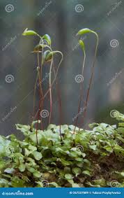 Attēlu rezultāti vaicājumam “Rhizomnium punctatum sporophyte”