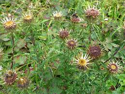 Attēlu rezultāti vaicājumam “Carlina vulgaris flower”