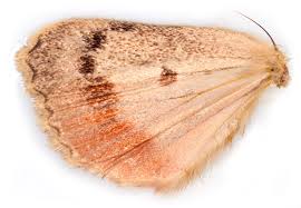 Attēlu rezultāti vaicājumam “Euphydrias aurinia upperside”