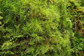 Attēlu rezultāti vaicājumam “Dicranum majus”