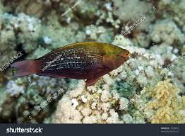 Image result for Scarus niger
