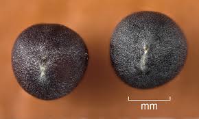 Attēlu rezultāti vaicājumam “Sinapis arvensis fruit”