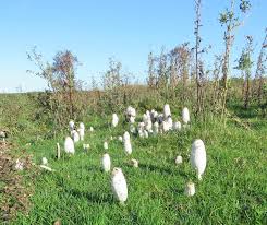 Image result for Solway Orienteers