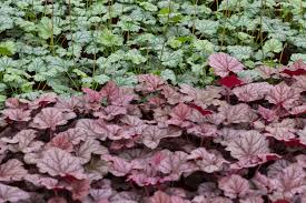 Image result for HEUCHERA americana 'Palace Purple Auslese'