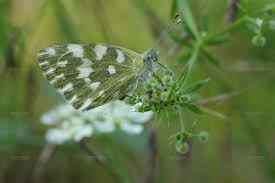 Attēlu rezultāti vaicājumam “Pontia edusa”