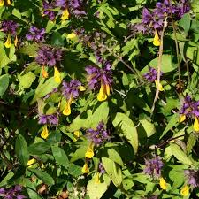 Attēlu rezultāti vaicājumam “Melampyrum nemorosum”