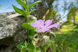Attēlu rezultāti vaicājumam “Geranium pyrenaicum flower”