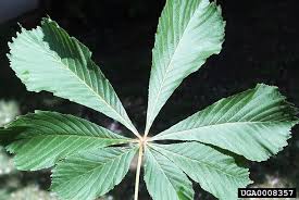 Attēlu rezultāti vaicājumam “Aesculus hippocastanum leaf”