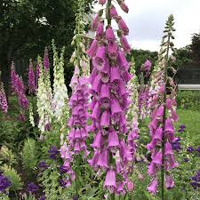 Attēlu rezultāti vaicājumam “Digitalis purpurea”