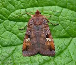 Attēlu rezultāti vaicājumam “Diarsia brunnea”