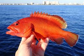 Image result for Cephalopholis fulva