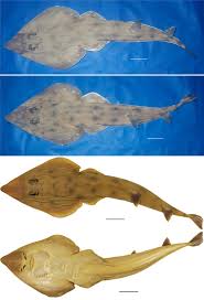 Image result for Acroteriobatus annulatus